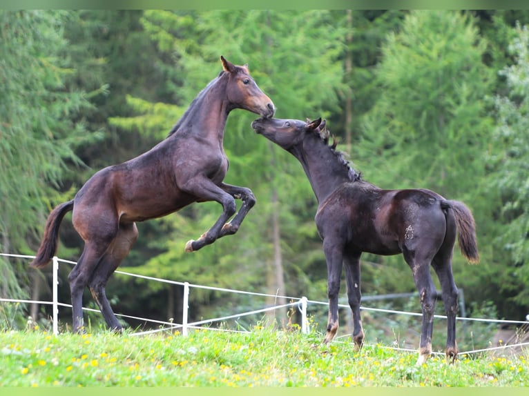 Warmblood austríaco Yegua 1 año 170 cm Castaño oscuro in Reichenfels