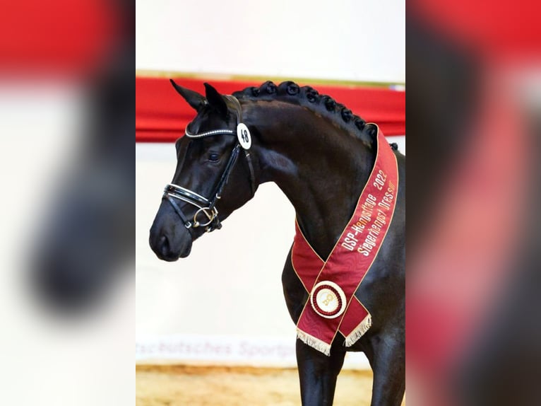 Warmblood austríaco Yegua 1 año 170 cm Castaño oscuro in Reichenfels