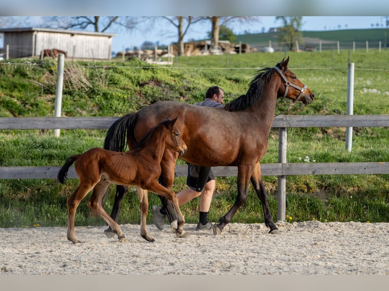 Warmblood austríaco Yegua 1 año 172 cm Castaño in Garsten