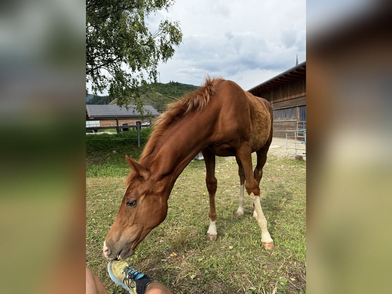 Warmblood austríaco Yegua 1 año Alazán in Gmünd