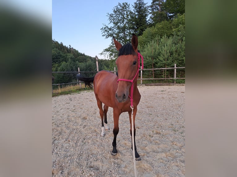 Warmblood austríaco Yegua 1 año Castaño in Waldhausen im Strudengau