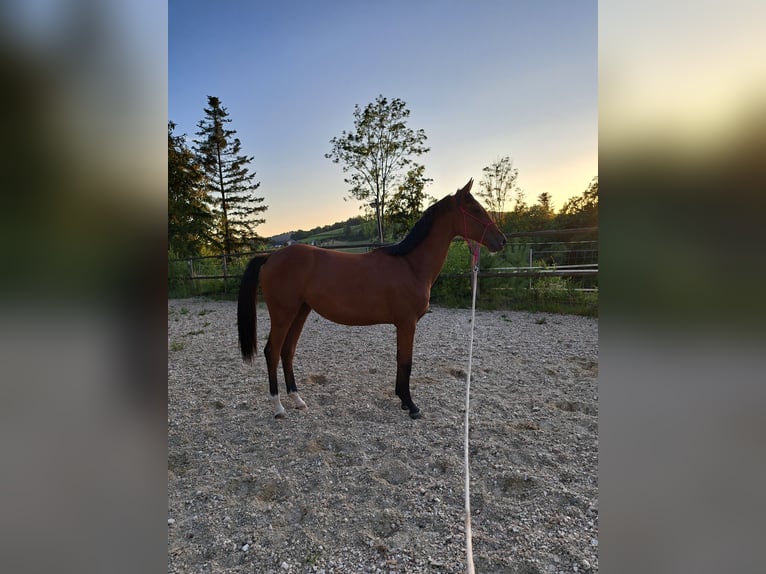 Warmblood austríaco Yegua 1 año Castaño in Waldhausen im Strudengau
