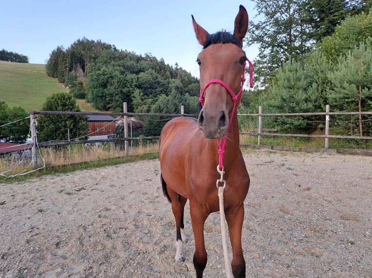 Warmblood austríaco Yegua 1 año Castaño in Waldhausen im Strudengau