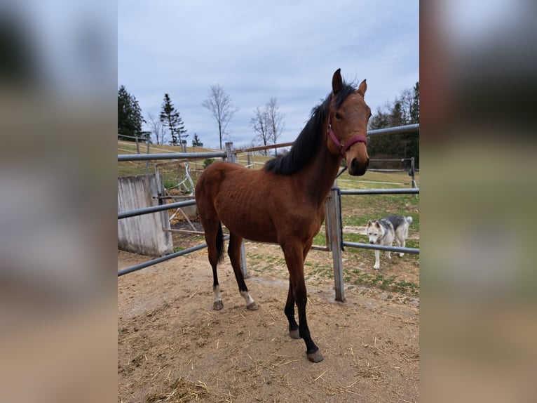 Warmblood austríaco Yegua 1 año Castaño in Waldhausen im Strudengau