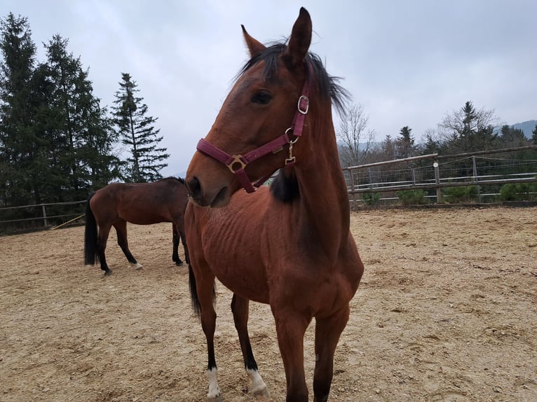 Warmblood austríaco Yegua 1 año Castaño in Waldhausen im Strudengau