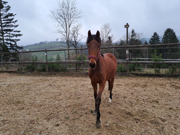 Warmblood austríaco Yegua 1 año Castaño in Waldhausen im Strudengau