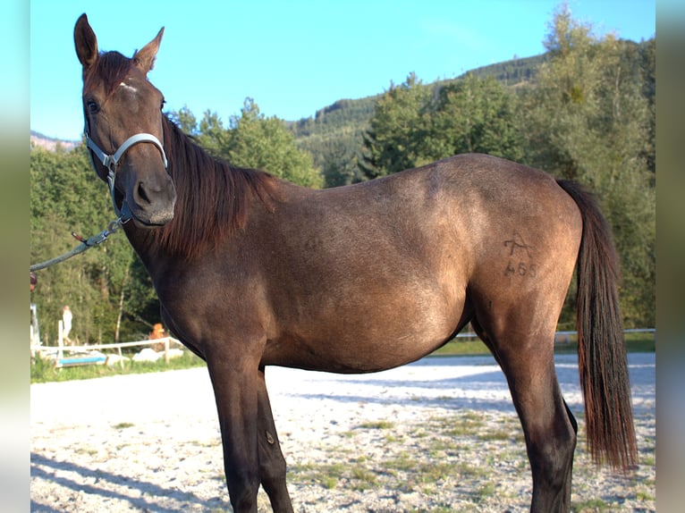 Warmblood austríaco Yegua 1 año Musgo in Selzthal