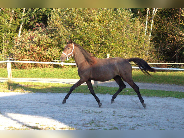 Warmblood austríaco Yegua 1 año Musgo in Selzthal