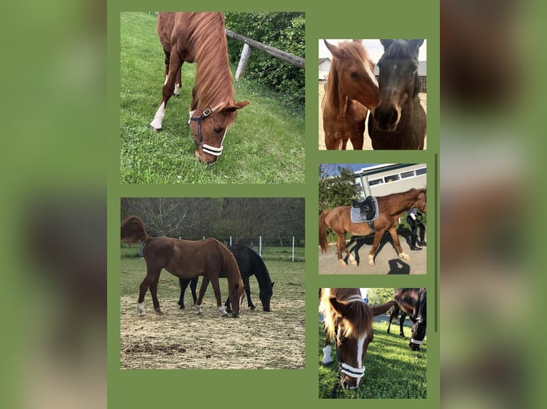 Warmblood austríaco Yegua 20 años 165 cm Alazán in Deutschkreutz