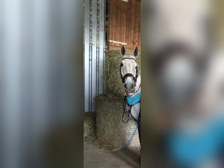 Warmblood austríaco Yegua 21 años 174 cm Tordo in Timmersdorf