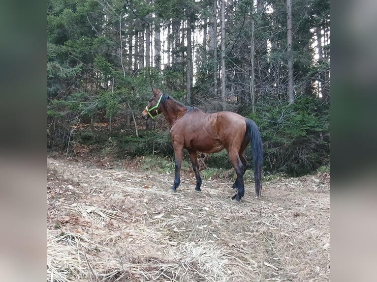 Warmblood austríaco Yegua 22 años 167 cm Castaño in Ligist