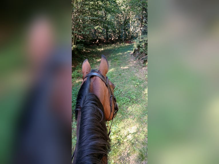Warmblood austríaco Yegua 22 años 167 cm Castaño in Ligist