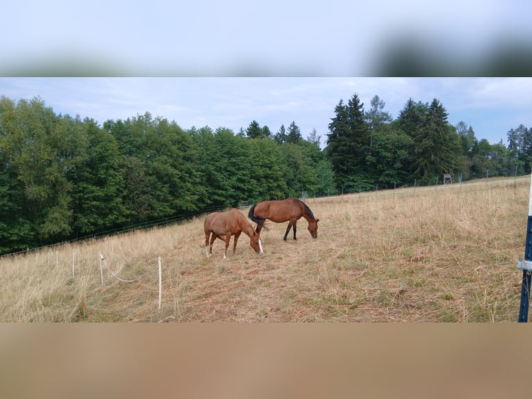 Warmblood austríaco Yegua 22 años 167 cm Castaño in Ligist