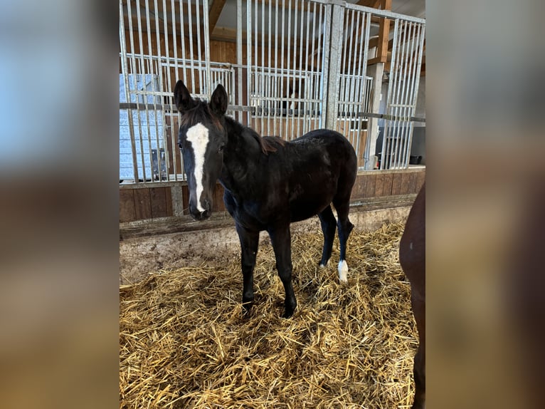 Warmblood austríaco Yegua 2 años 145 cm Castaño in Pinsdorf