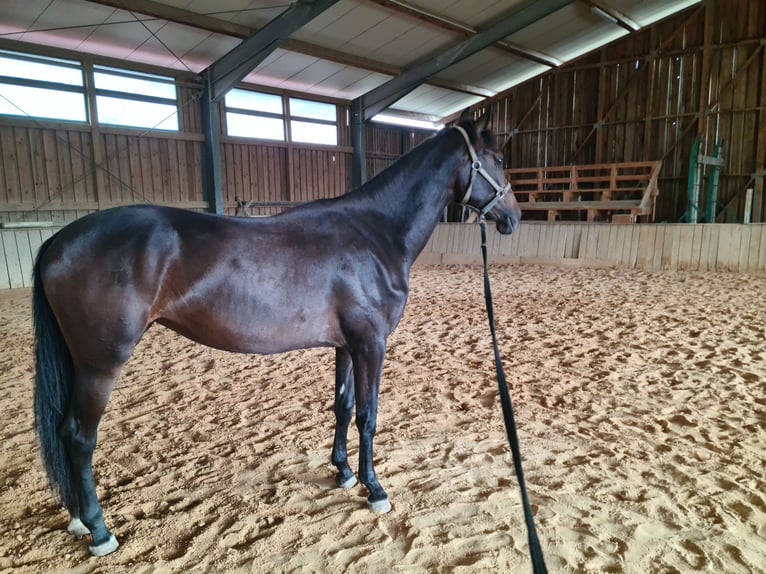 Warmblood austríaco Yegua 2 años 164 cm Castaño oscuro in St. Georgen am Steinfelde