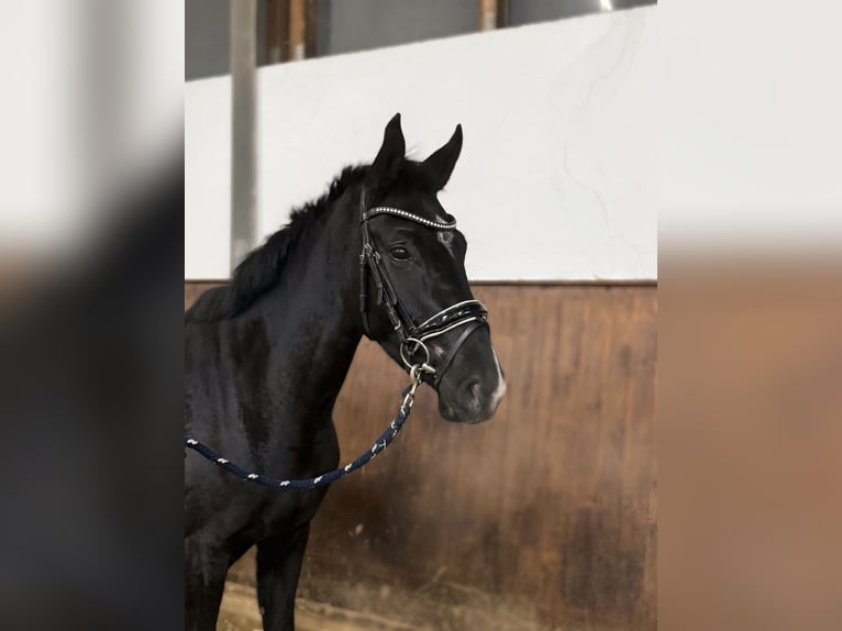 Warmblood austríaco Yegua 2 años 165 cm Negro in Margarethen am Moos