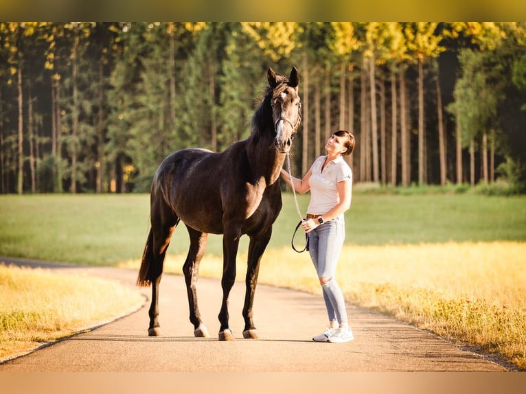 Warmblood austríaco Yegua 2 años 172 cm Musgo in HennbergTragwein