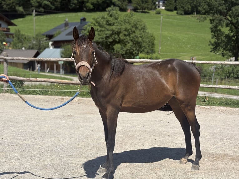 Warmblood austríaco Yegua 2 años Castaño in Ried