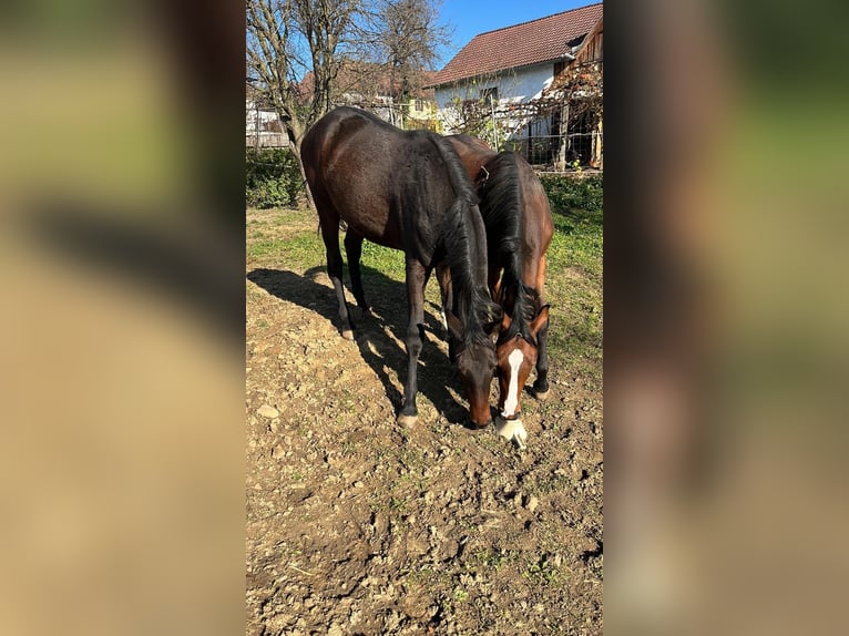 Warmblood austríaco Yegua 2 años Morcillo in Pöllau
