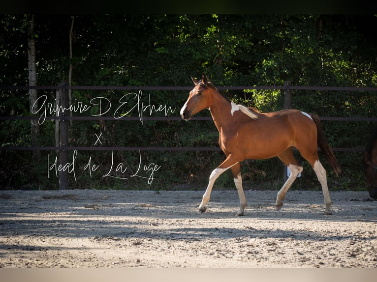 Warmblood austríaco Yegua 3 años 160 cm Pío in Entschendorf