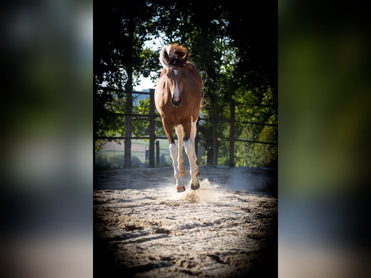 Warmblood austríaco Yegua 3 años 160 cm Pío in Entschendorf