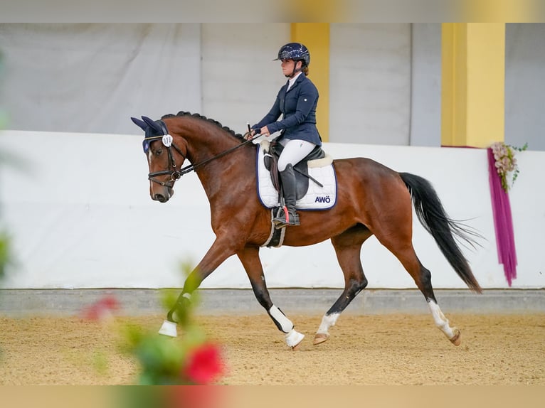 Warmblood austríaco Yegua 3 años 165 cm Castaño in Stadl-Paura