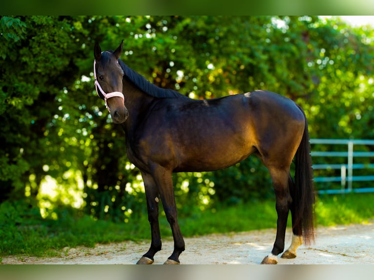 Warmblood austríaco Yegua 3 años 165 cm Morcillo in Elsbach