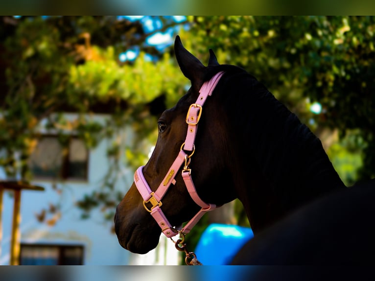 Warmblood austríaco Yegua 3 años 165 cm Morcillo in Elsbach