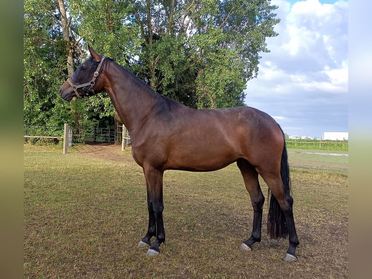 Warmblood austríaco Yegua 3 años 167 cm Castaño in St. Georgen