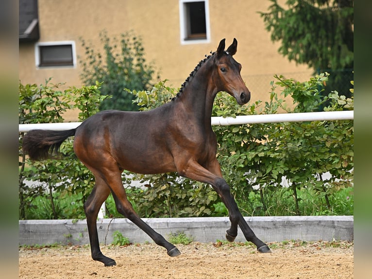 Warmblood austríaco Yegua 3 años 167 cm Castaño in St. Georgen