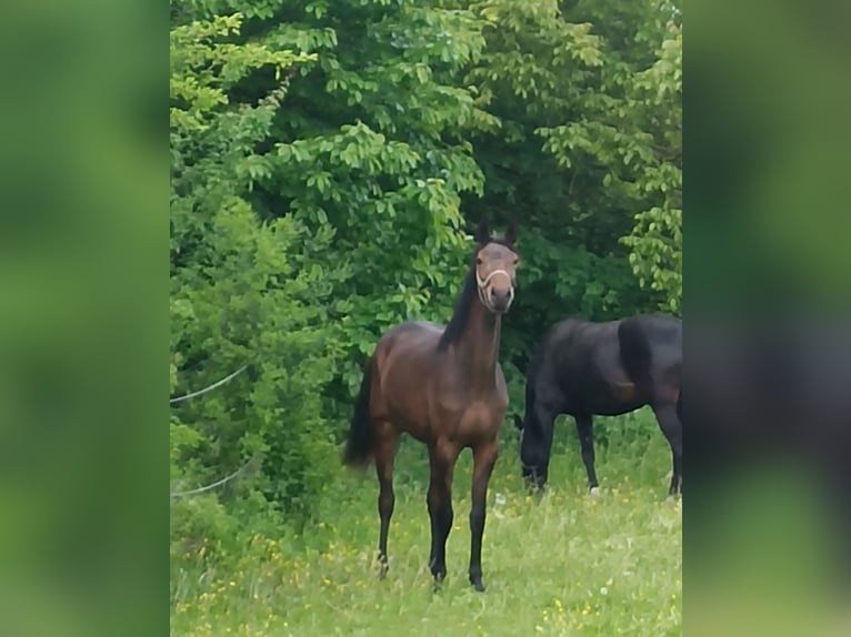 Warmblood austríaco Yegua 3 años 167 cm Castaño in St. Georgen