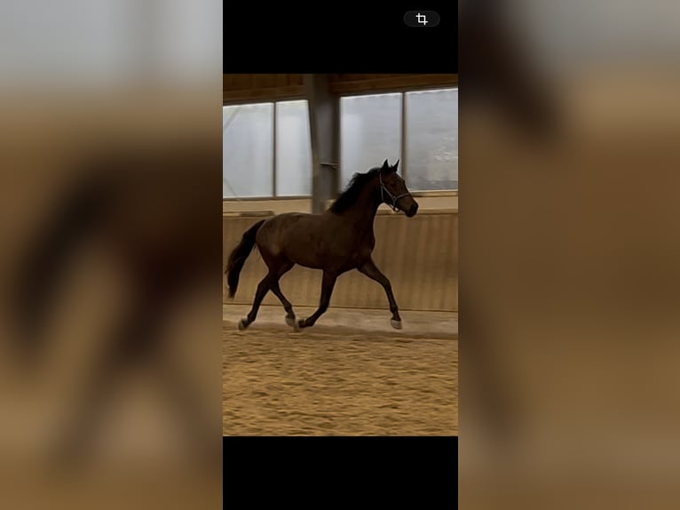 Warmblood austríaco Yegua 3 años 167 cm Castaño in Sattelbach