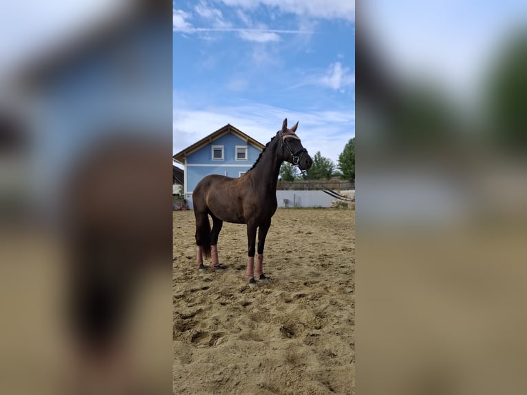 Warmblood austríaco Yegua 3 años 167 cm Negro in Gleisdorf