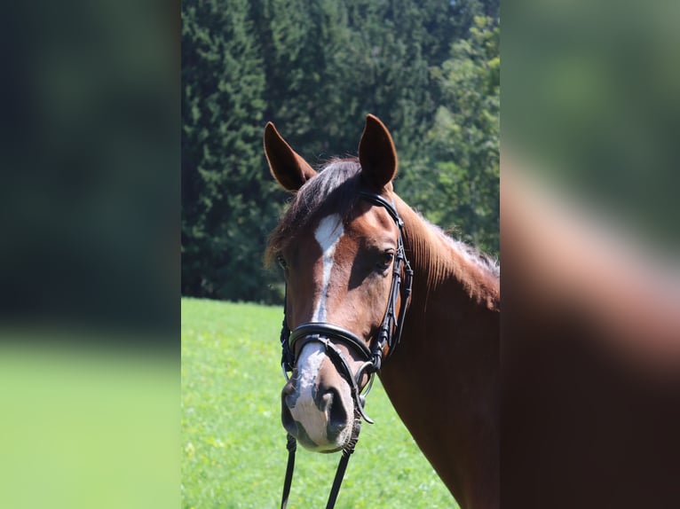 Warmblood austríaco Yegua 3 años 169 cm Alazán-tostado in Arriach