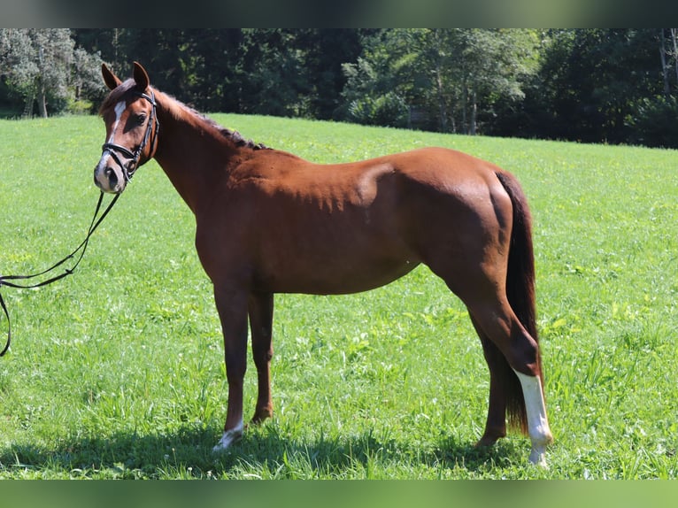 Warmblood austríaco Yegua 3 años 169 cm Alazán-tostado in Arriach