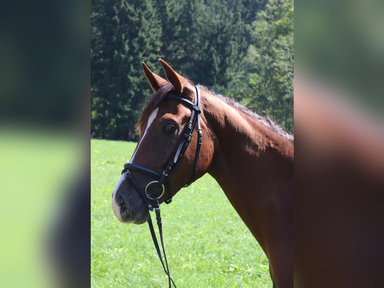 Warmblood austríaco Yegua 3 años 169 cm Alazán-tostado in Arriach