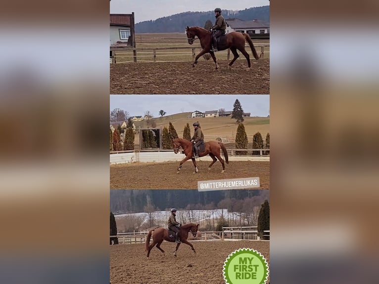 Warmblood austríaco Yegua 3 años 170 cm Alazán in St Marein bei Graz