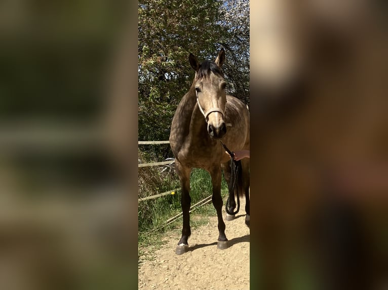 Warmblood austríaco Yegua 3 años 170 cm Buckskin/Bayo in Kautzen
