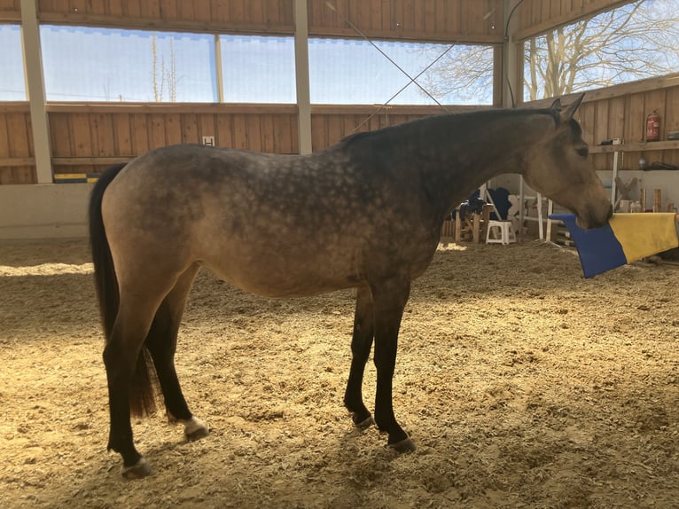 Warmblood austríaco Yegua 3 años 170 cm Buckskin/Bayo in Kautzen