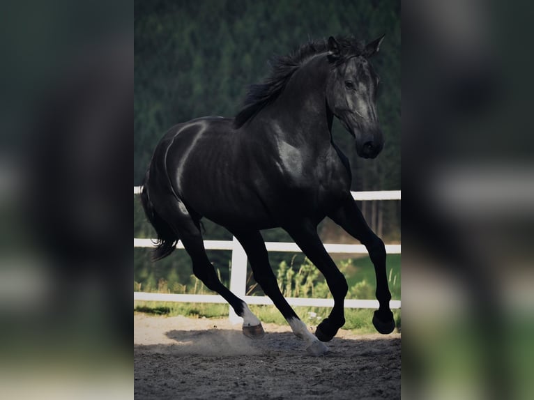 Warmblood austríaco Yegua 3 años 170 cm Negro in stadl Paura