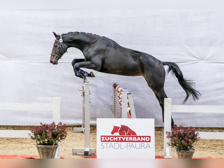 Warmblood austríaco Yegua 3 años 172 cm Morcillo in Polling