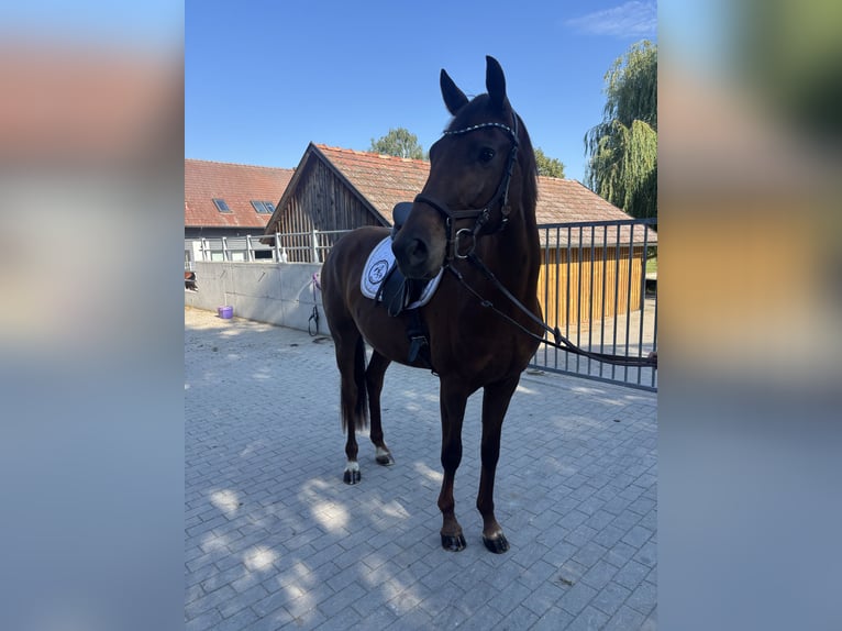 Warmblood austríaco Yegua 3 años Alazán in Unterpetersdorf