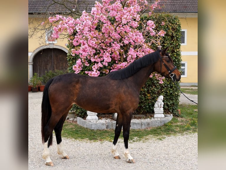 Warmblood austríaco Yegua 3 años Castaño in Kirchberg-Thening