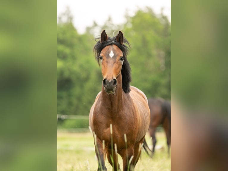 Warmblood austríaco Yegua 4 años 145 cm Castaño in Bad Blumau