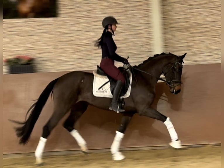 Warmblood austríaco Yegua 4 años 152 cm Castaño oscuro in Wehringen