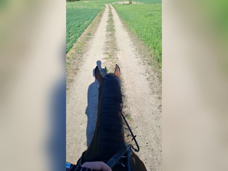 Warmblood austríaco Mestizo Yegua 4 años 155 cm Castaño in Niederfladnitz