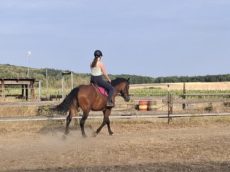 Warmblood austríaco Mestizo Yegua 4 años 155 cm Castaño in Niederfladnitz