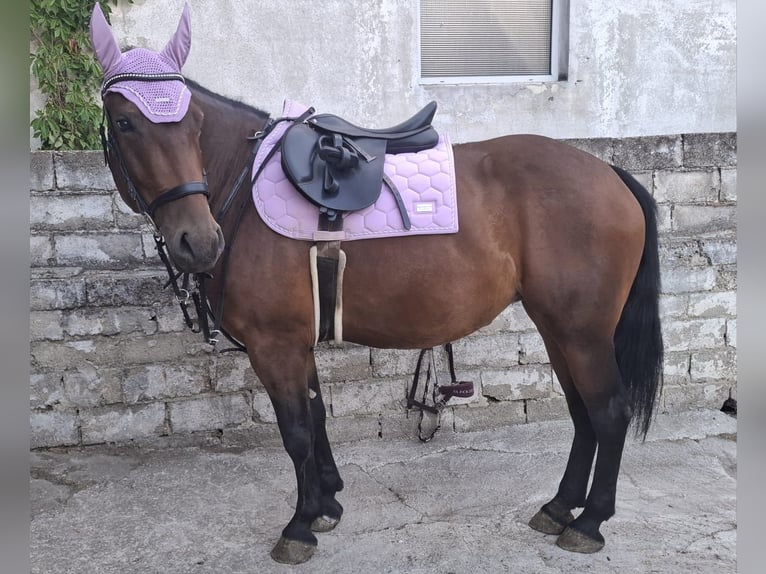 Warmblood austríaco Mestizo Yegua 4 años 155 cm Castaño in Niederfladnitz