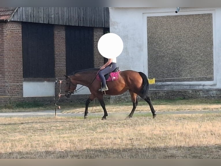 Warmblood austríaco Mestizo Yegua 4 años 155 cm Castaño in Niederfladnitz