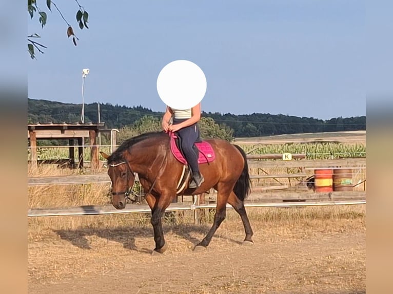 Warmblood austríaco Mestizo Yegua 4 años 155 cm Castaño in Niederfladnitz